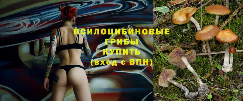 Псилоцибиновые грибы Psilocybe  купить закладку  Баксан 